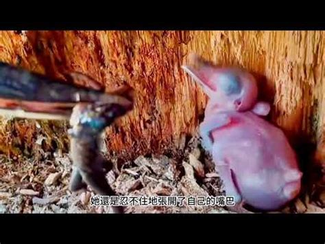 鳥突然死掉|養鳥必知：避免意外死亡